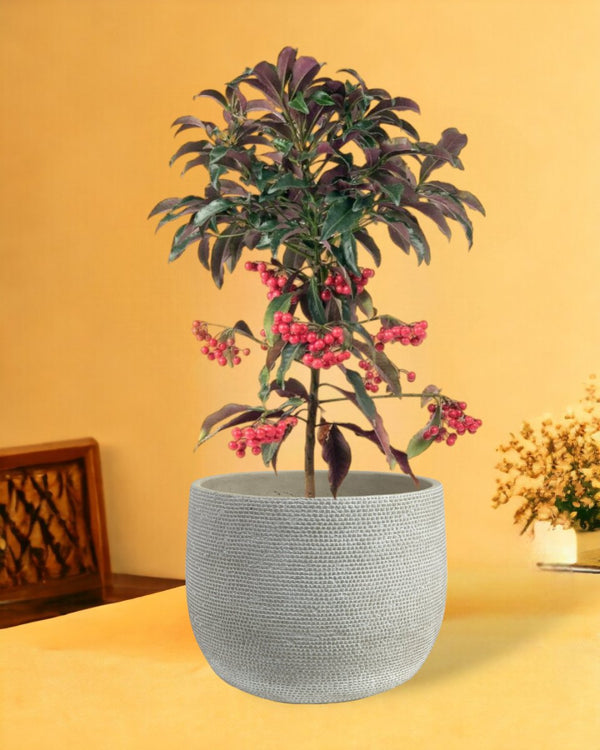 Berry Blissful Tree - bauble planter - pearl white - Gifting plant - Tumbleweed Plants - Online Plant Delivery Singapore