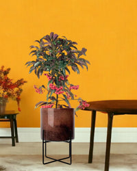 Berry Blissful Tree - glass stands - brown - Gifting plant - Tumbleweed Plants - Online Plant Delivery Singapore