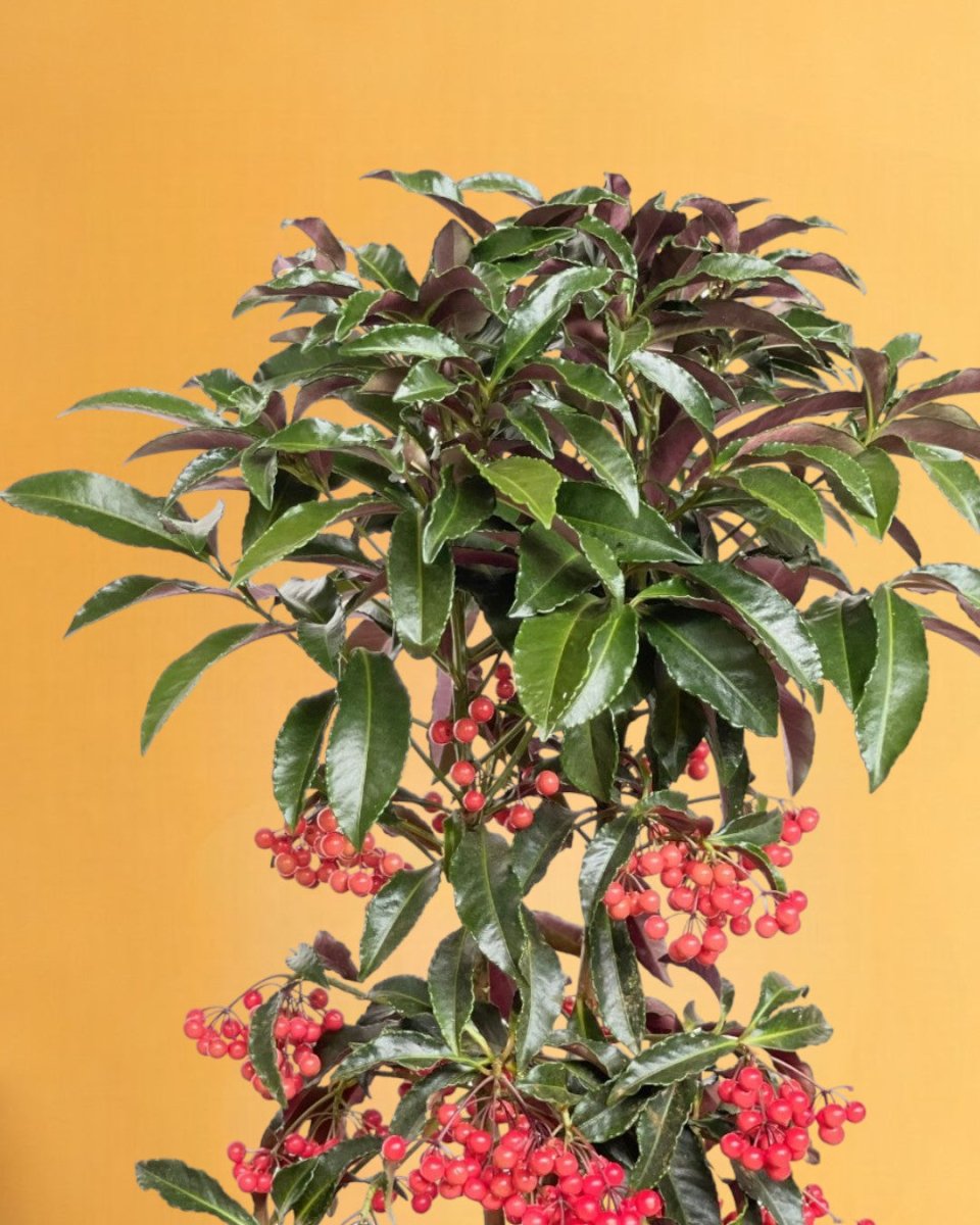 Berry Blissful Tree - grow pot - Gifting plant - Tumbleweed Plants - Online Plant Delivery Singapore