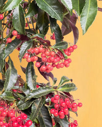 Berry Blissful Tree - grow pot - Gifting plant - Tumbleweed Plants - Online Plant Delivery Singapore