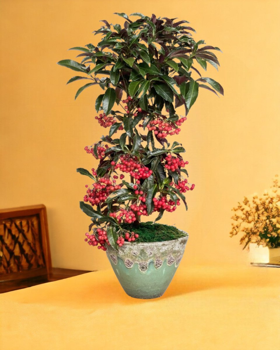 Berry Blissful Tree - jade sea cone - Gifting plant - Tumbleweed Plants - Online Plant Delivery Singapore