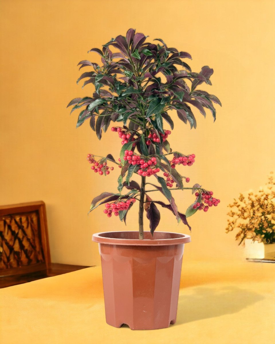 Berry Blissful Tree - jade sea cone - Gifting plant - Tumbleweed Plants - Online Plant Delivery Singapore