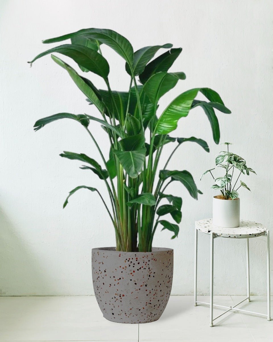 Bird of Paradise - egg pot grey - Potted plant - Tumbleweed Plants - Online Plant Delivery Singapore