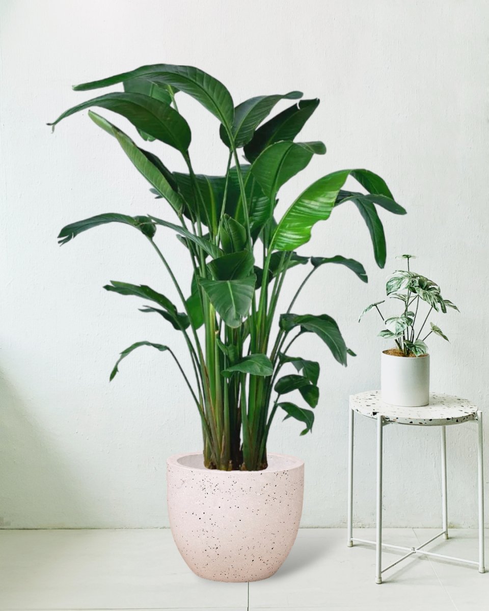 Bird of Paradise - egg pot white - Potted plant - Tumbleweed Plants - Online Plant Delivery Singapore