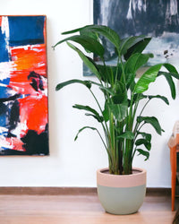 Bird of Paradise - grey terrazzo pot - Potted plant - Tumbleweed Plants - Online Plant Delivery Singapore