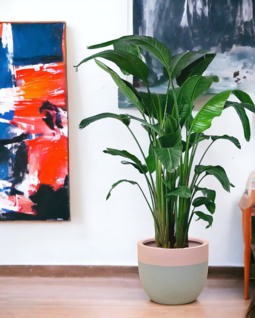 Bird of Paradise paired with grey terrazzo pot