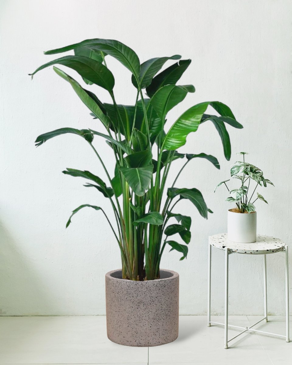 Bird of Paradise - grey terrazzo pot - Potted plant - Tumbleweed Plants - Online Plant Delivery Singapore