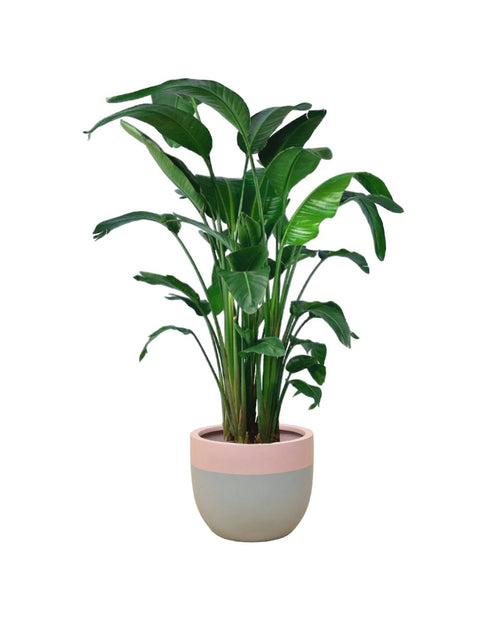 Bird of Paradise - grey terrazzo pot - Potted plant - Tumbleweed Plants - Online Plant Delivery Singapore