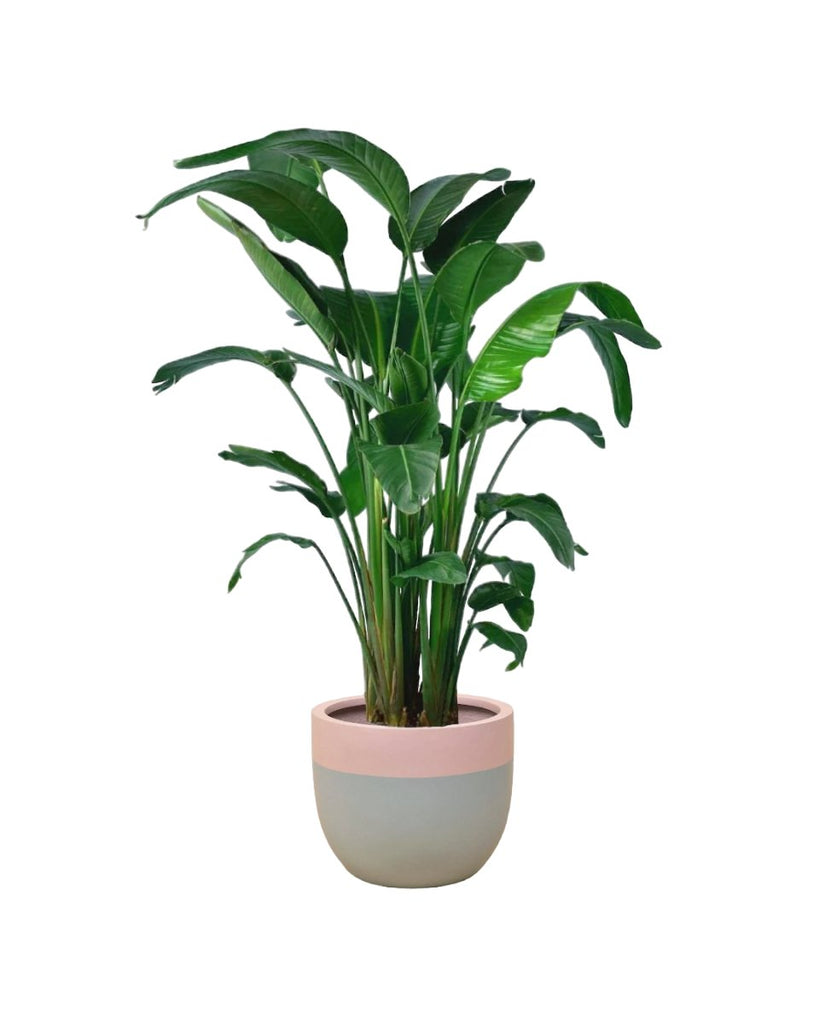 Bird of Paradise (1.2-1.8m) - Buy Potted plant Online | Tumbleweed Plants