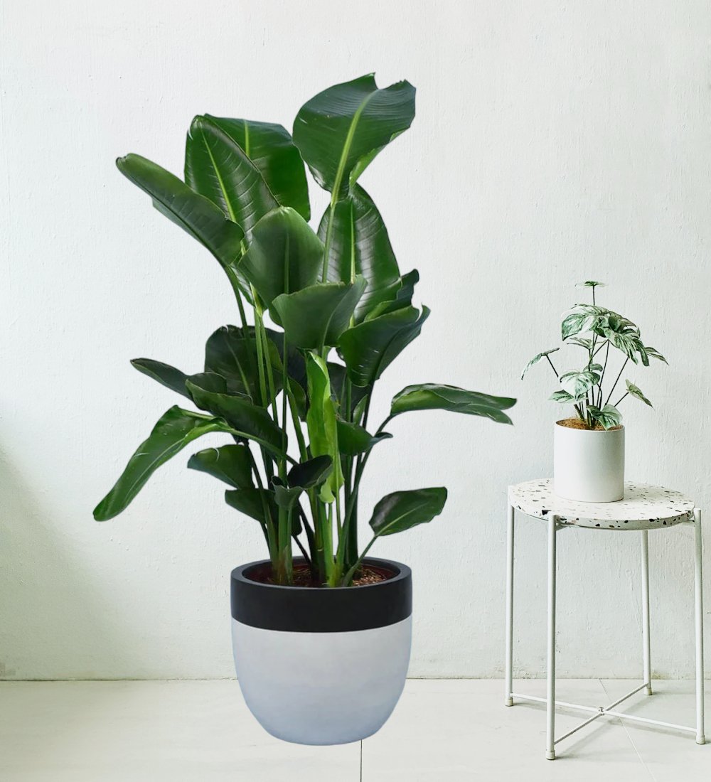 Bird of Paradise - large resin planter - black/white - Potted plant - Tumbleweed Plants - Online Plant Delivery Singapore
