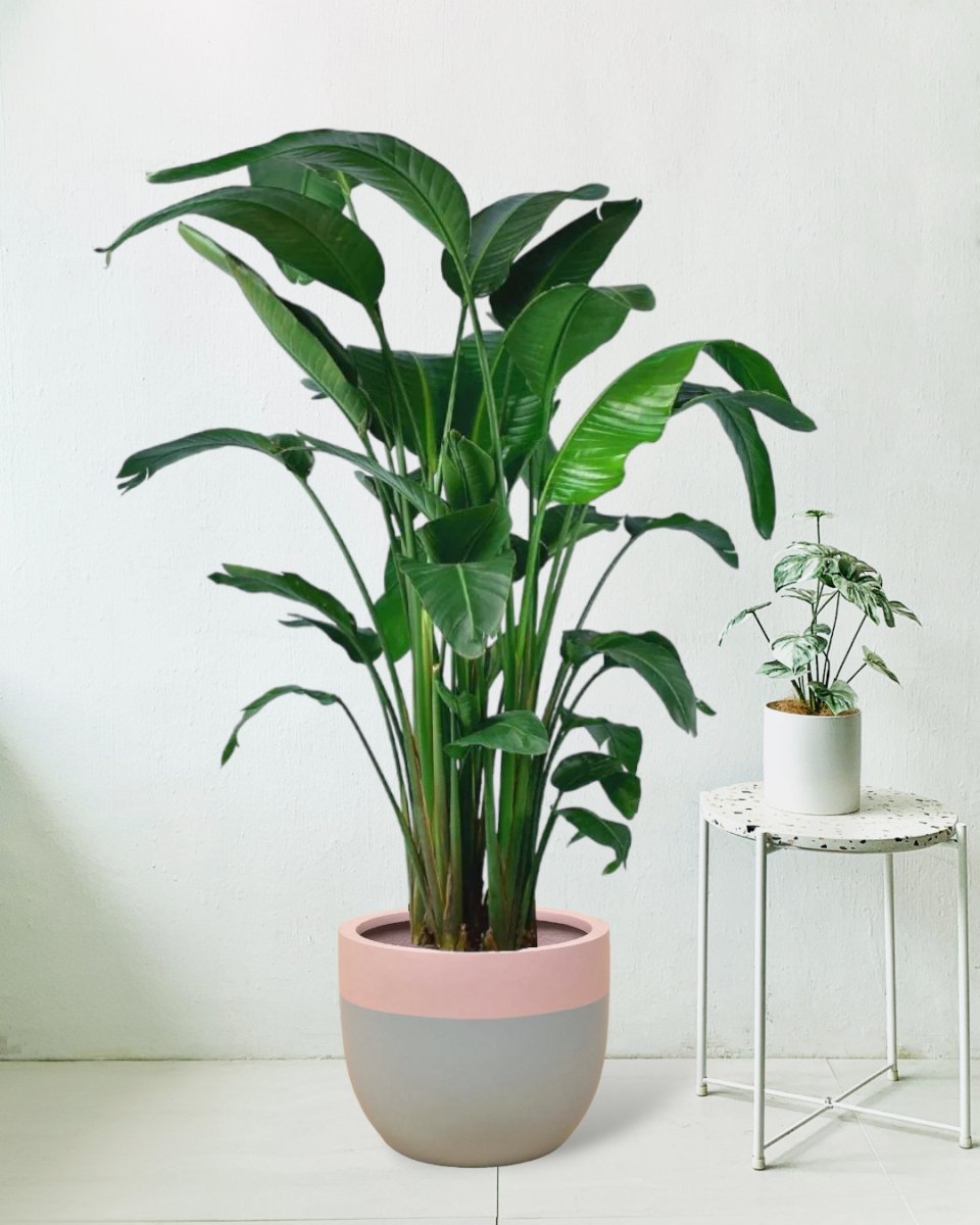 Bird of Paradise - large resin planter - grey/pink - Potted plant - Tumbleweed Plants - Online Plant Delivery Singapore