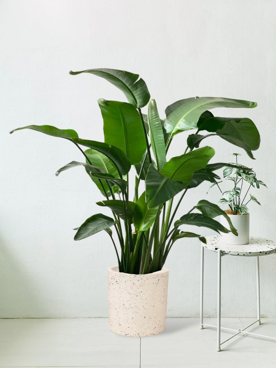 Bird of Paradise - large white terrazzo cylinder planter - Potted plant - Tumbleweed Plants - Online Plant Delivery Singapore