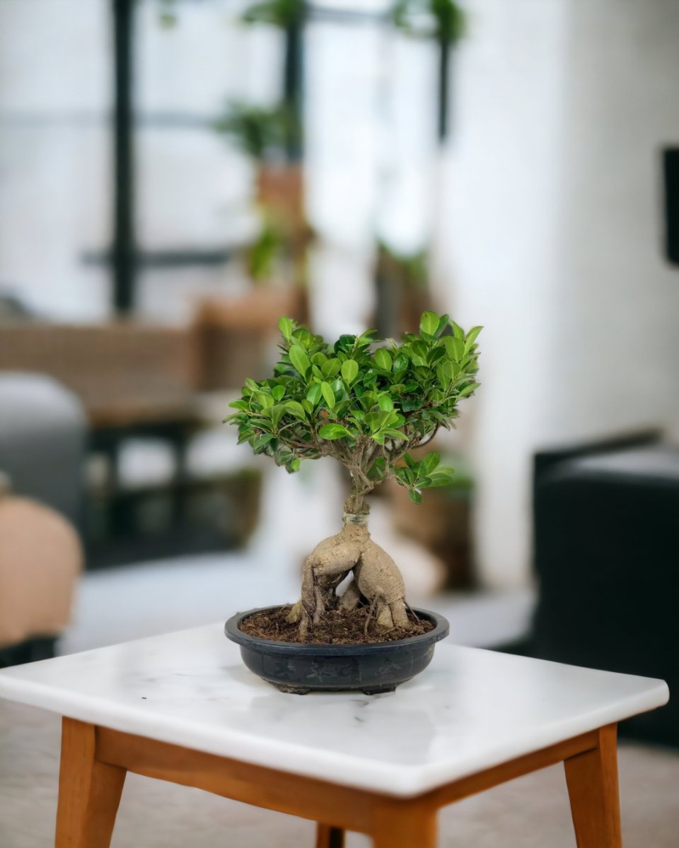 Bird Plum Bonsai - grow pot - Potted plant - Tumbleweed Plants - Online Plant Delivery Singapore