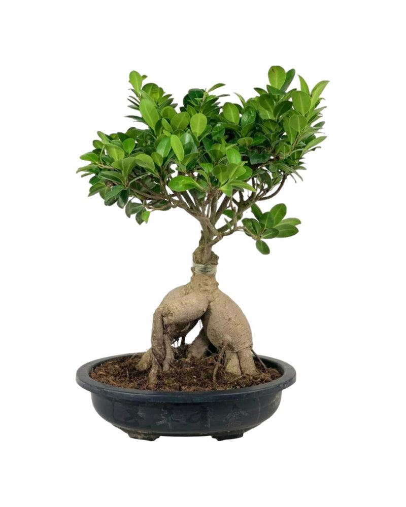 Bird Plum Bonsai - grow pot - Potted plant - Tumbleweed Plants - Online Plant Delivery Singapore