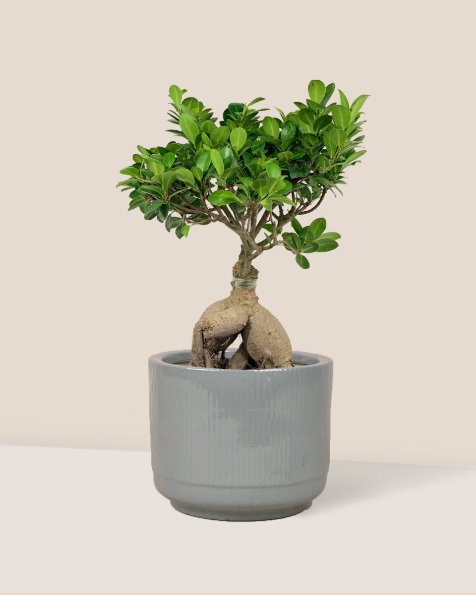 Bird Plum Bonsai - morandi pot - Potted plant - Tumbleweed Plants - Online Plant Delivery Singapore