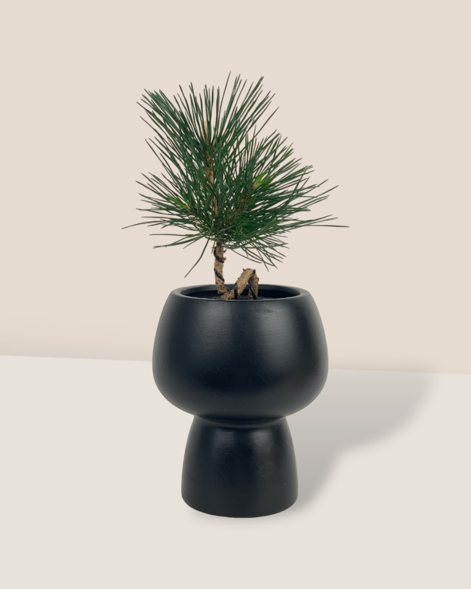 Black Ceramic Sand Pot - Pot - Tumbleweed Plants - Online Plant Delivery Singapore