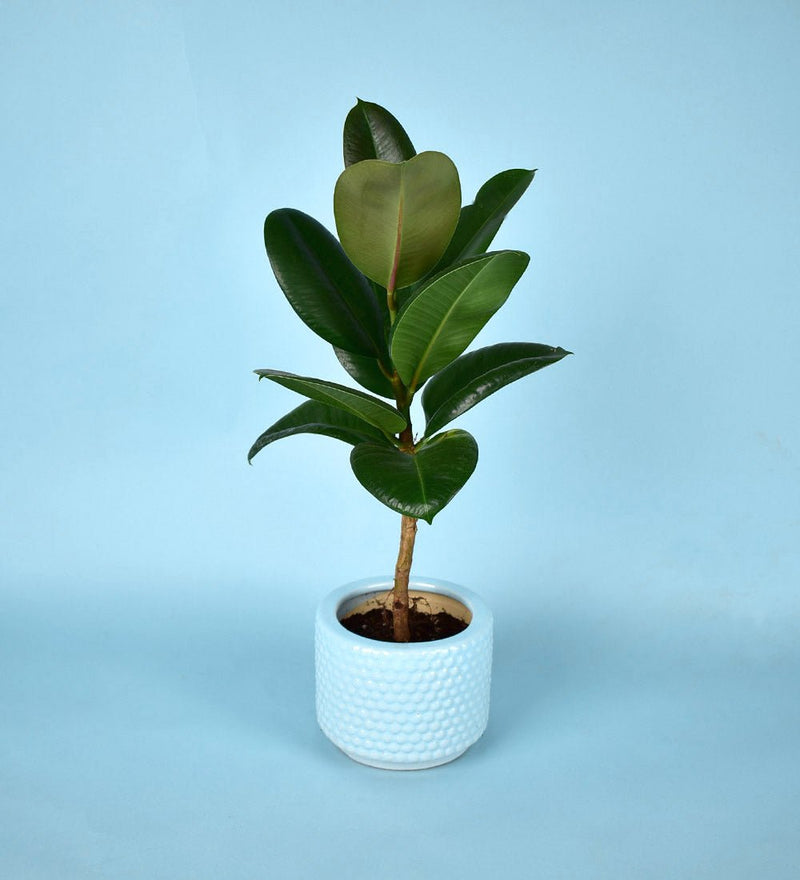 Blue Bubble Pot - Pot - Tumbleweed Plants - Online Plant Delivery Singapore