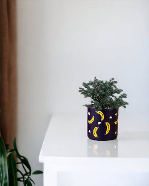 Blue Moss Cyprus (Chamaecyparis pisifera 'Boulevard') - little cylinder grey with tray planter - Potted plant - Tumbleweed Plants - Online Plant Delivery Singapore