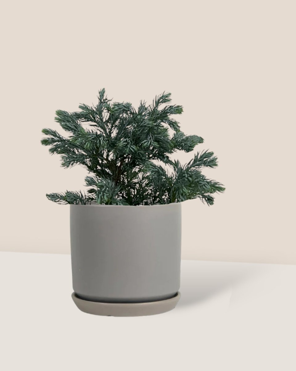 Blue Moss Cyprus (Chamaecyparis pisifera 'Boulevard') - little cylinder grey with tray planter - Potted plant - Tumbleweed Plants - Online Plant Delivery Singapore