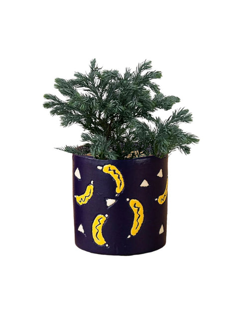 Blue Moss Cyprus (Chamaecyparis pisifera 'Boulevard') - little cylinder grey with tray planter - Potted plant - Tumbleweed Plants - Online Plant Delivery Singapore