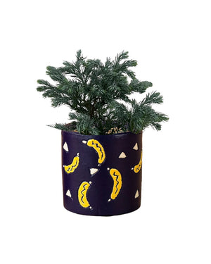 Blue Moss Cyprus (Chamaecyparis pisifera 'Boulevard') - little cylinder grey with tray planter - Potted plant - Tumbleweed Plants - Online Plant Delivery Singapore