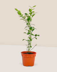 Blueberry Plant - grow pot - Potted plant - Tumbleweed Plants - Online Plant Delivery Singapore