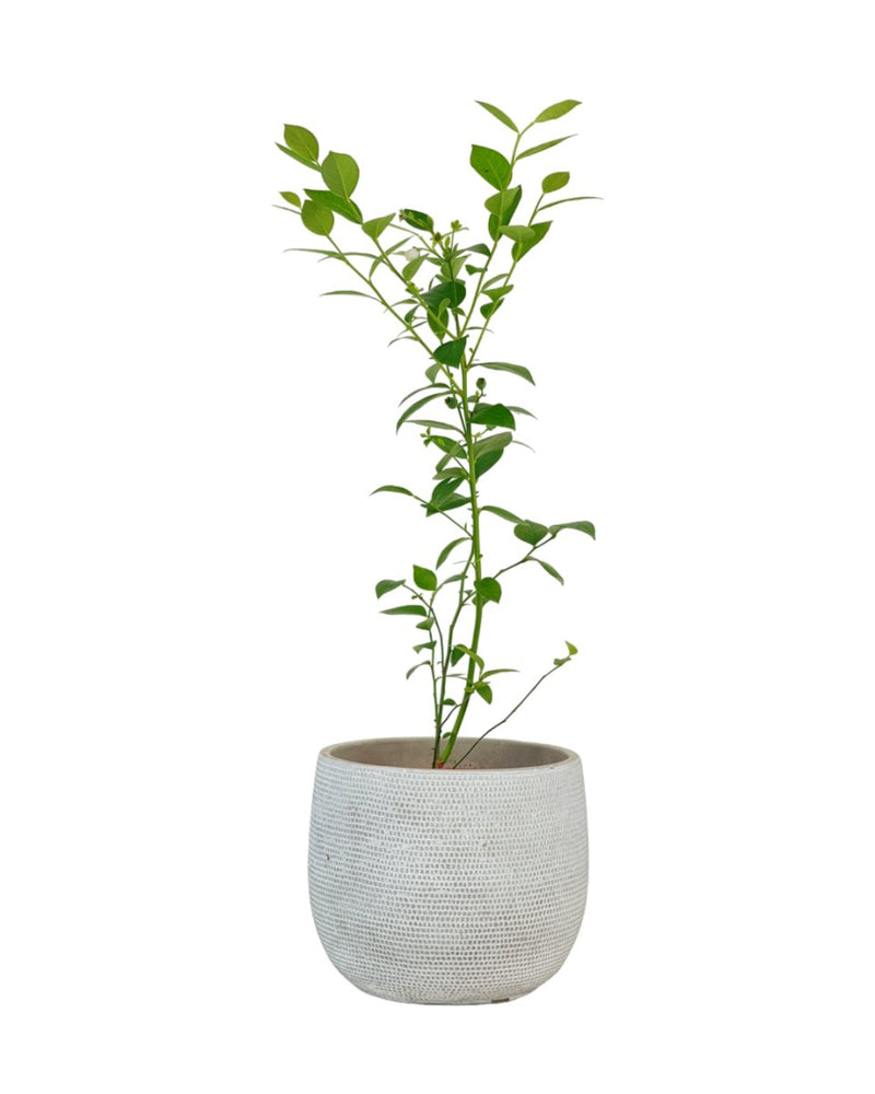 Blueberry Plant - grow pot - Potted plant - Tumbleweed Plants - Online Plant Delivery Singapore