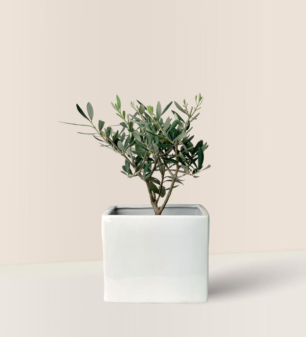 Bondi Cube Planter - Pot - Tumbleweed Plants - Online Plant Delivery Singapore