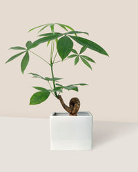 Bonsai Money Tree - bondi cube - Gifting plant - Tumbleweed Plants - Online Plant Delivery Singapore