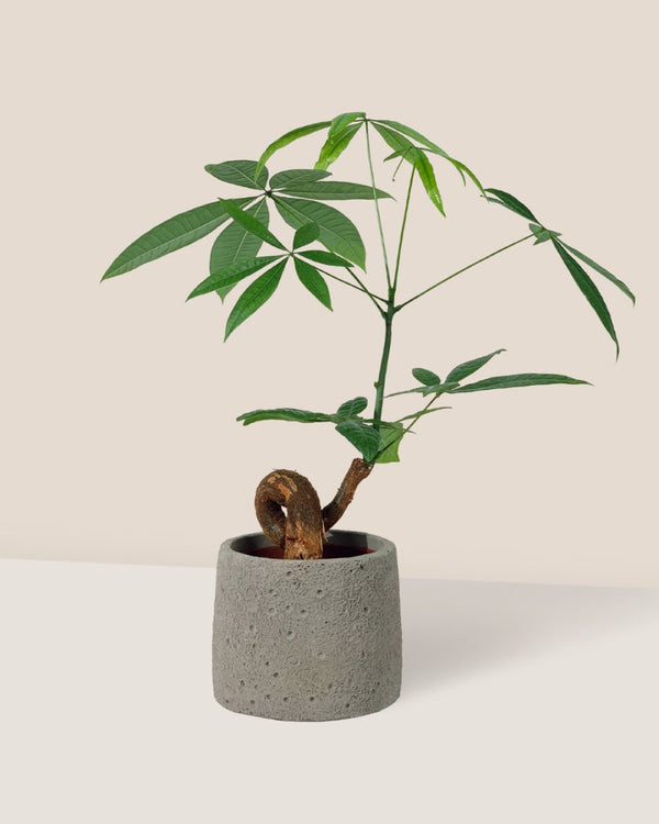 Bonsai Money Tree - cement planter - trapezoid - Gifting plant - Tumbleweed Plants - Online Plant Delivery Singapore