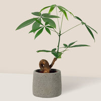 Money Tree Bonsai