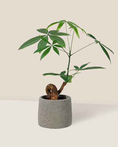 Money Tree Bonsai