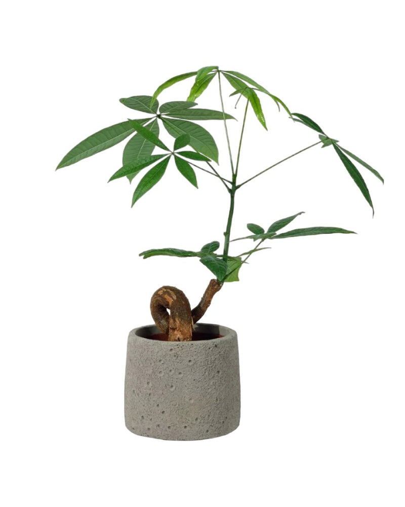 Bonsai Money Tree - cement planter - trapezoid - Gifting plant - Tumbleweed Plants - Online Plant Delivery Singapore