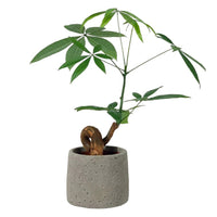 Bonsai Money Tree