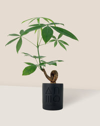 Bonsai Money Tree - etch pot - midnight black - Gifting plant - Tumbleweed Plants - Online Plant Delivery Singapore