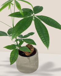 Bonsai Money Tree - grow pot - Gifting plant - Tumbleweed Plants - Online Plant Delivery Singapore