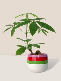 Bonsai Money Tree - poppy color planter - ariel - Gifting plant - Tumbleweed Plants - Online Plant Delivery Singapore