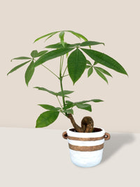 Bonsai Money Tree - portafino planter -white - Gifting plant - Tumbleweed Plants - Online Plant Delivery Singapore