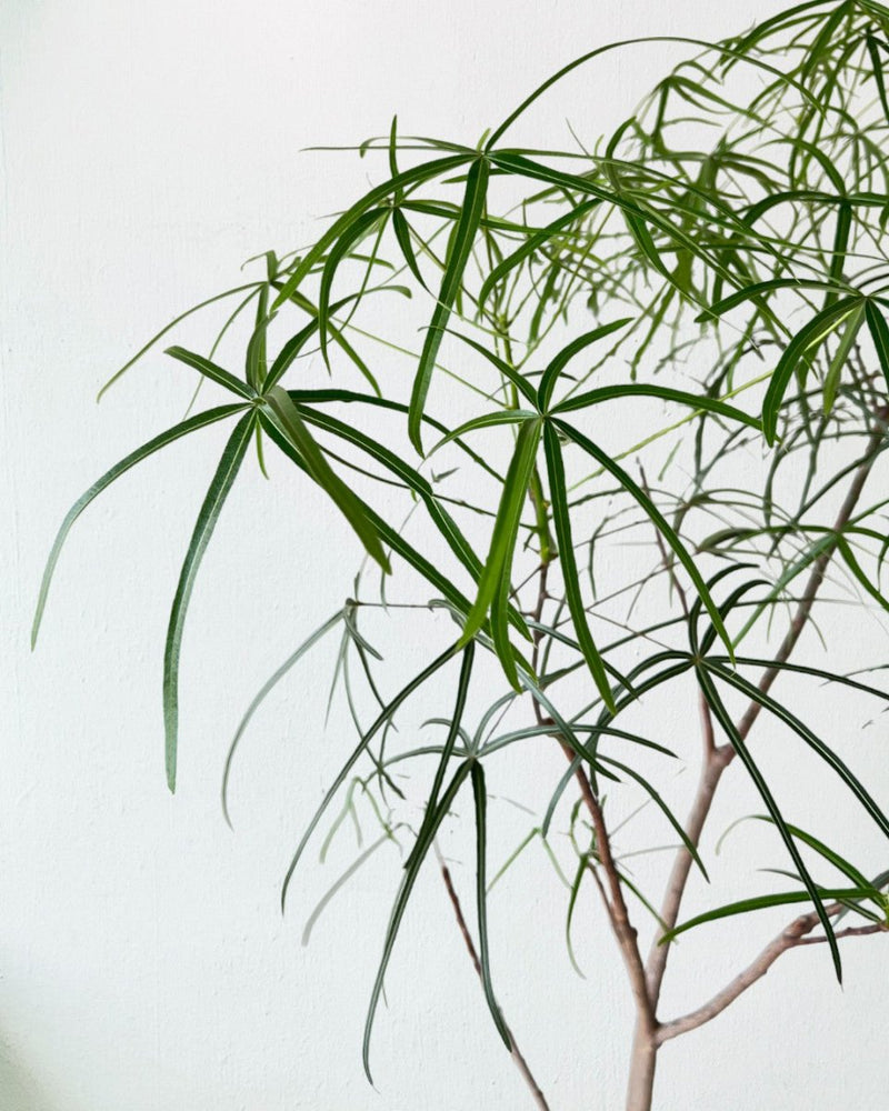 Bottle Tree (Brachychiton Rupestris) - grow pot - Gifting plant - Tumbleweed Plants - Online Plant Delivery Singapore