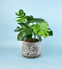 Brown Moon Pot - large (with tray) - Pot - Tumbleweed Plants - Online Plant Delivery Singapore