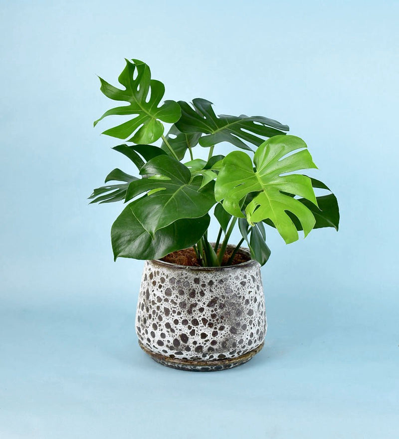 Brown Moon Pot - large (with tray) - Pot - Tumbleweed Plants - Online Plant Delivery Singapore
