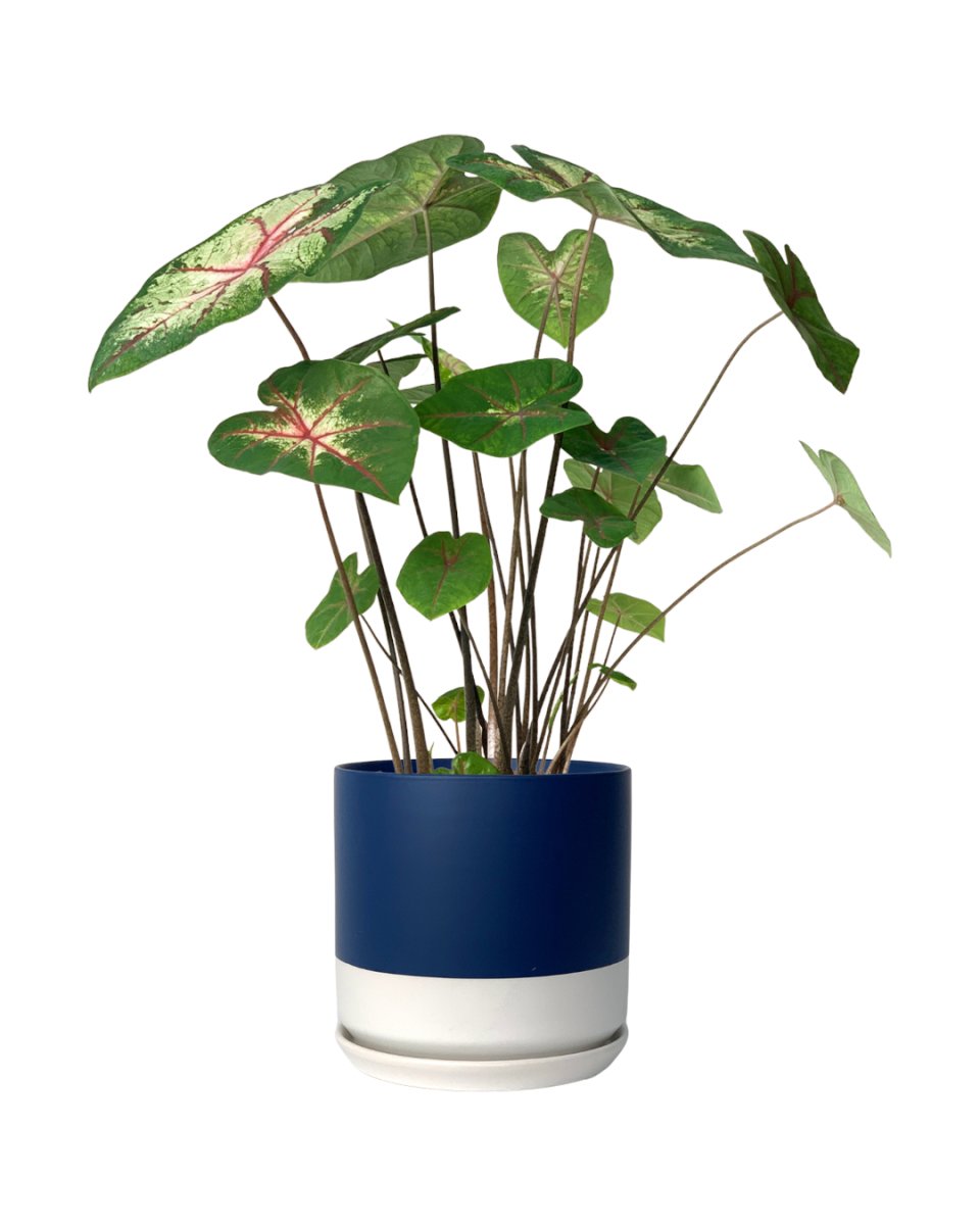 Caladium Cherry Blossom - blue white two tone pot - Potted plant - Tumbleweed Plants - Online Plant Delivery Singapore