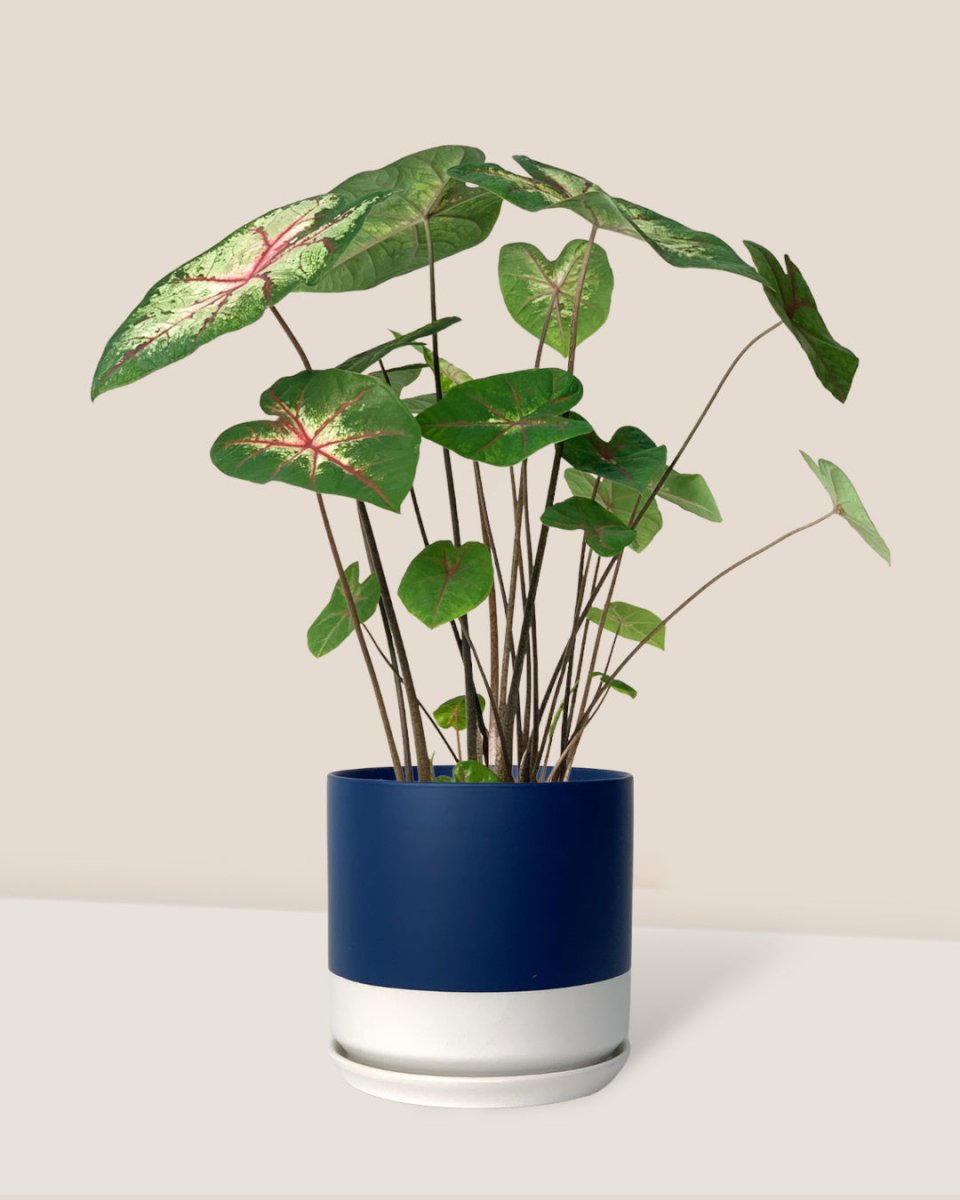 Caladium Cherry Blossom - blue white two tone pot - Potted plant - Tumbleweed Plants - Online Plant Delivery Singapore