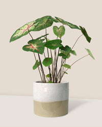 Caladium Cherry Blossom - cream two tone planter - Potted plant - Tumbleweed Plants - Online Plant Delivery Singapore