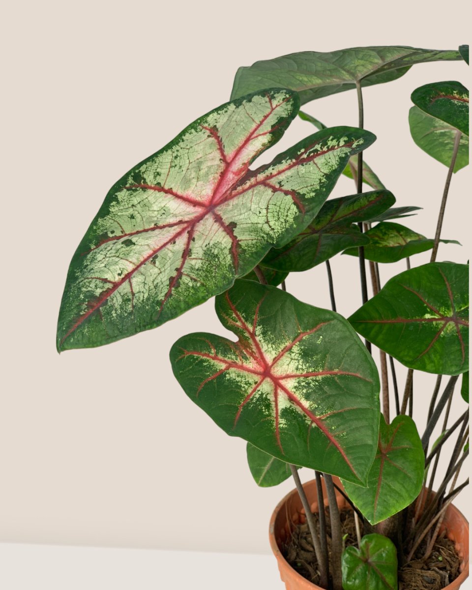 Caladium Cherry Blossom - grow pot - Potted plant - Tumbleweed Plants - Online Plant Delivery Singapore
