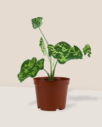 Caladium Hilo Beauty - grow pot - Just plant - Tumbleweed Plants - Online Plant Delivery Singapore