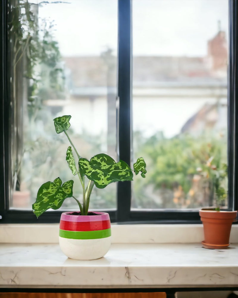 Caladium Hilo Beauty - poppy planter - ariel - Just plant - Tumbleweed Plants - Online Plant Delivery Singapore