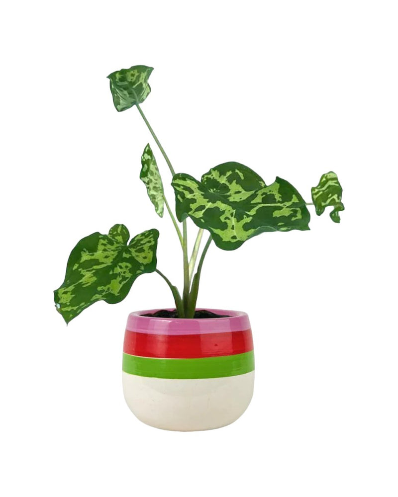 Caladium Hilo Beauty - poppy planter - ariel - Just plant - Tumbleweed Plants - Online Plant Delivery Singapore