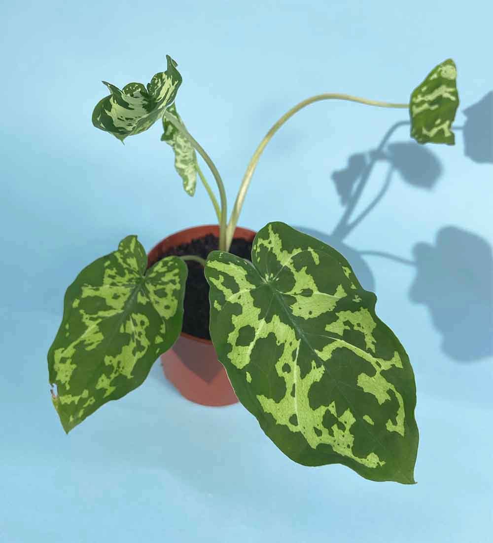 Caladium Hilo Beauty - terracotta pot - Just plant - Tumbleweed Plants - Online Plant Delivery Singapore