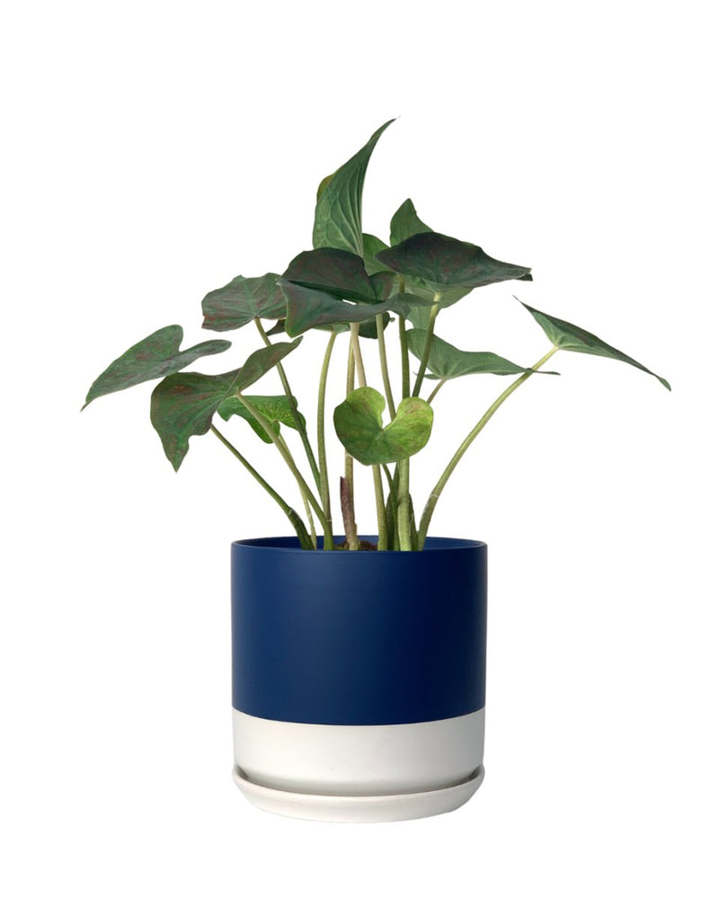 Caladium Super Daging - blue white two tone pot - Potted plant - Tumbleweed Plants - Online Plant Delivery Singapore